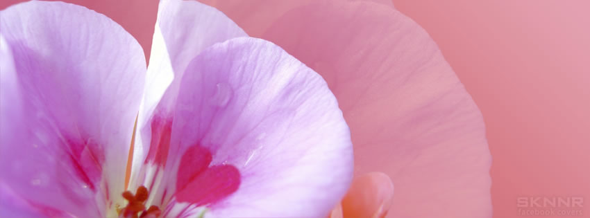 Pink Heart Flower Facebook Cover