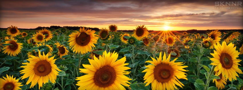 Sunflowers Facebook Cover