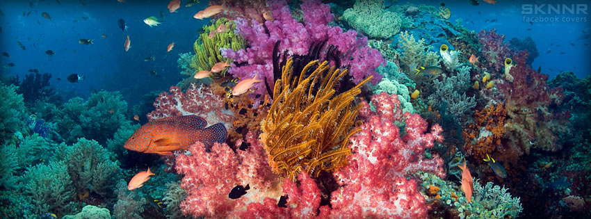 Scuba Reef Facebook Cover