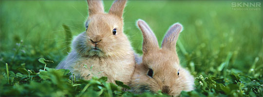 Easter Bunnies Facebook Cover